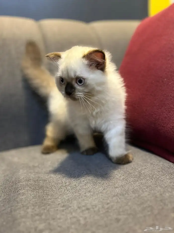 قطوتين للبيع 10