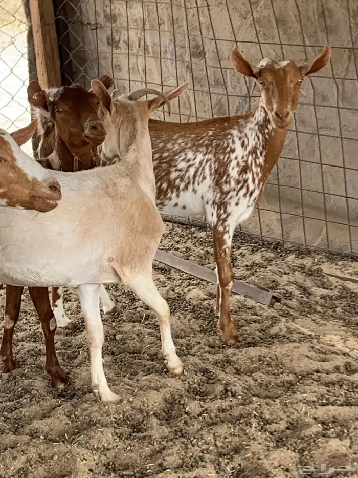 للبيع معزا جنوبية (تم البيع 6