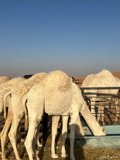 حشو للبيع index