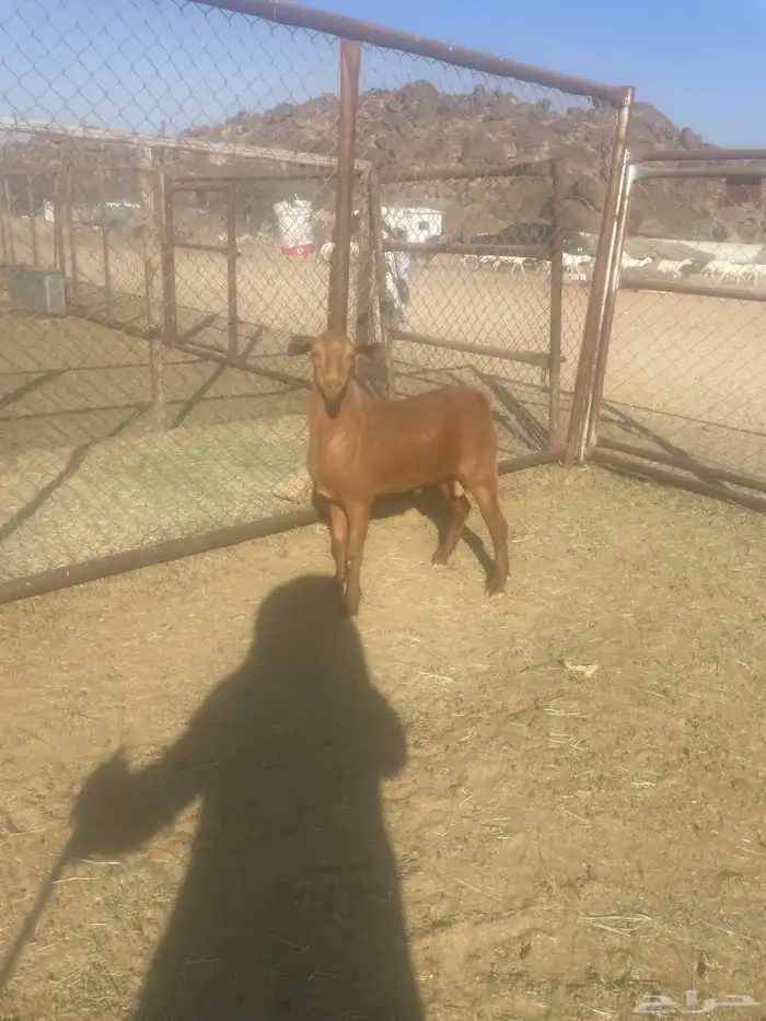 مشروع فحل للبيع 1