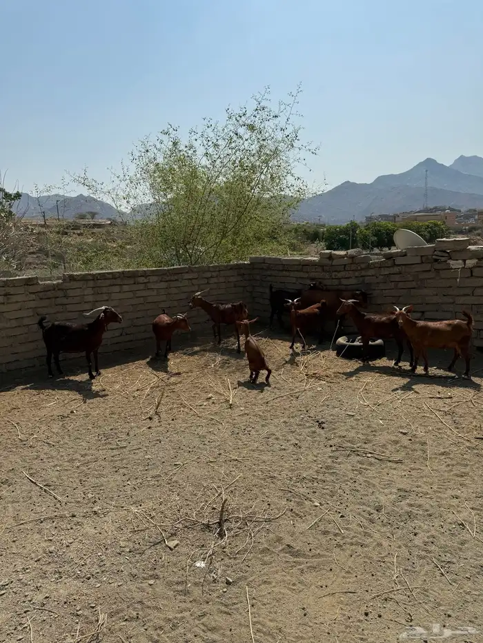 غنم مقاني العدد8 البهم واحد والباقي دفيع 2