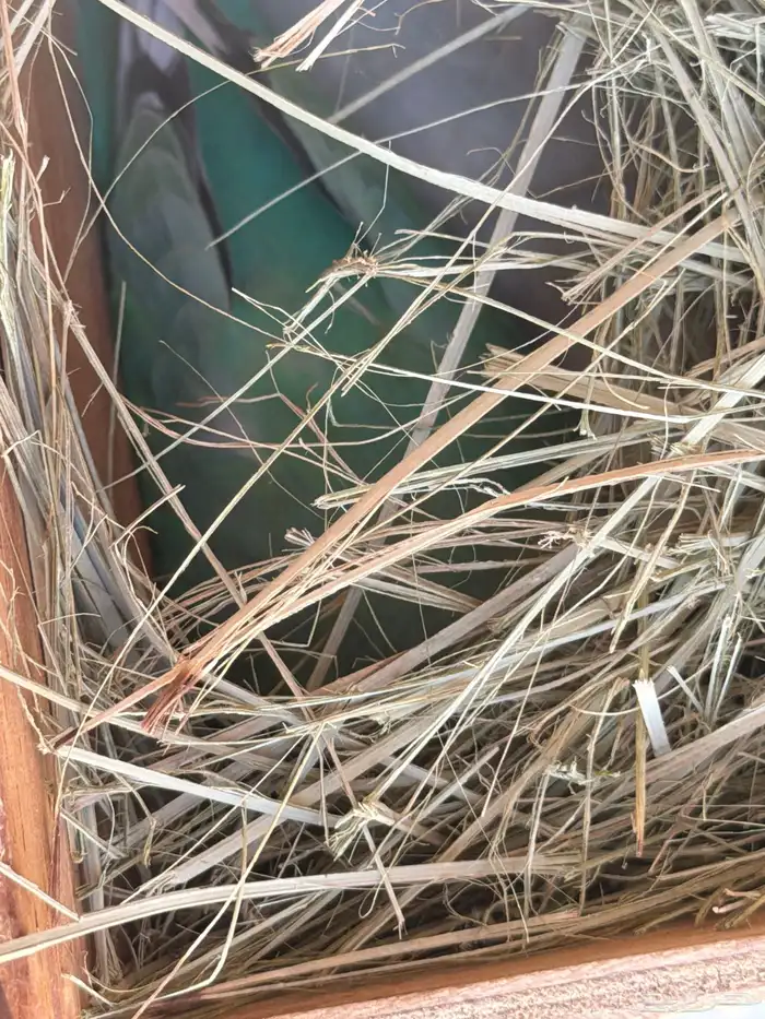 جوز روز مشاء الله 1