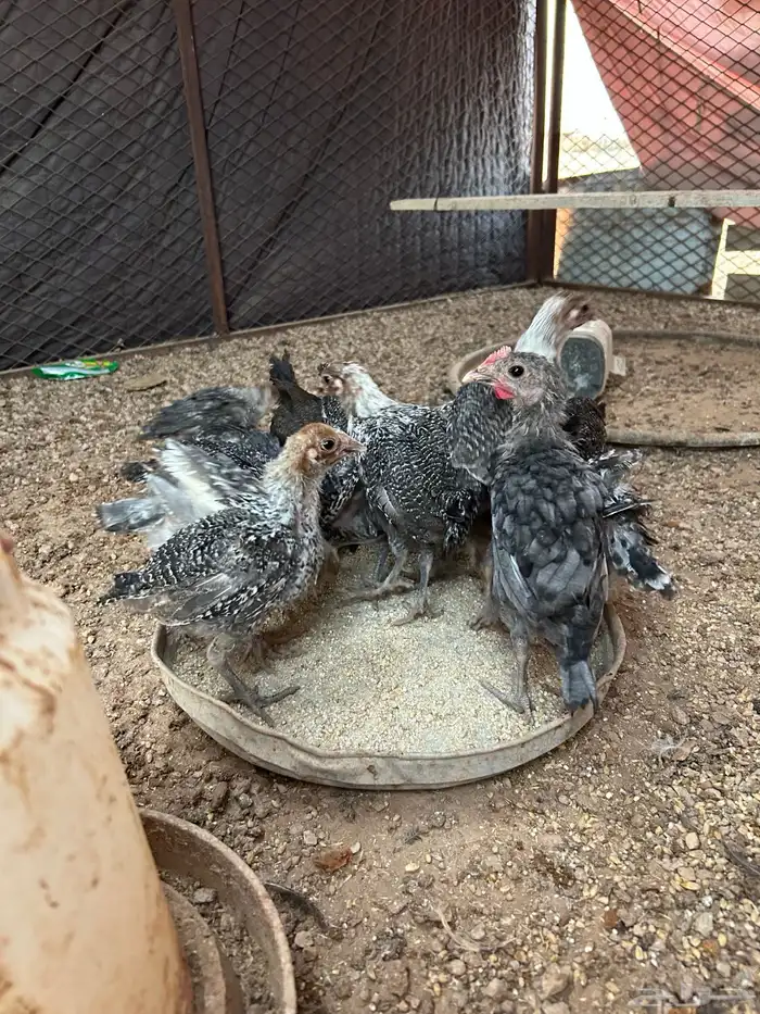 للبيع صوص فيومي 2