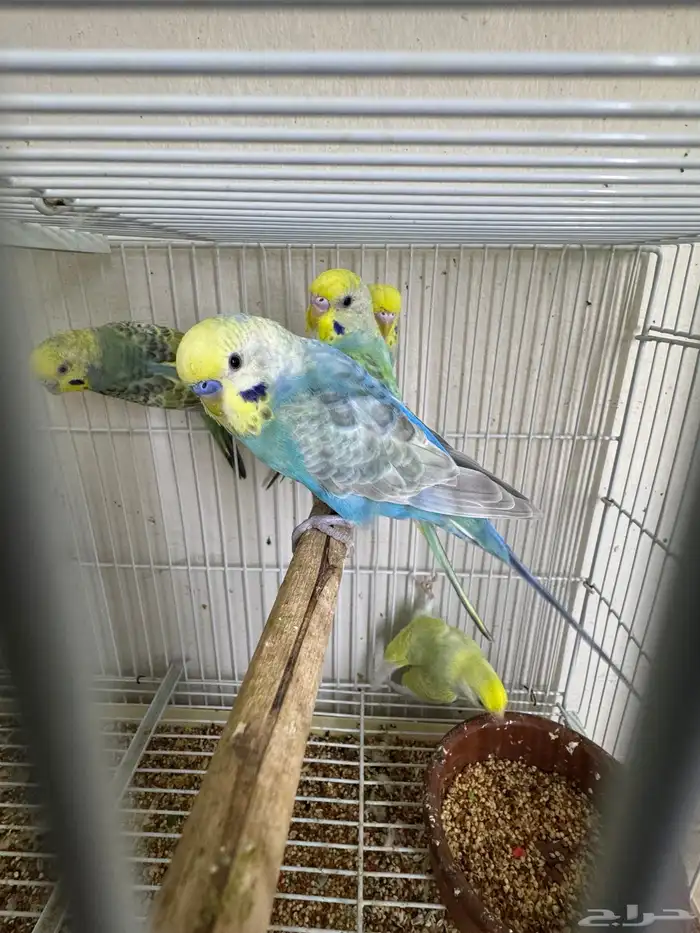 بادجي رينبو 9