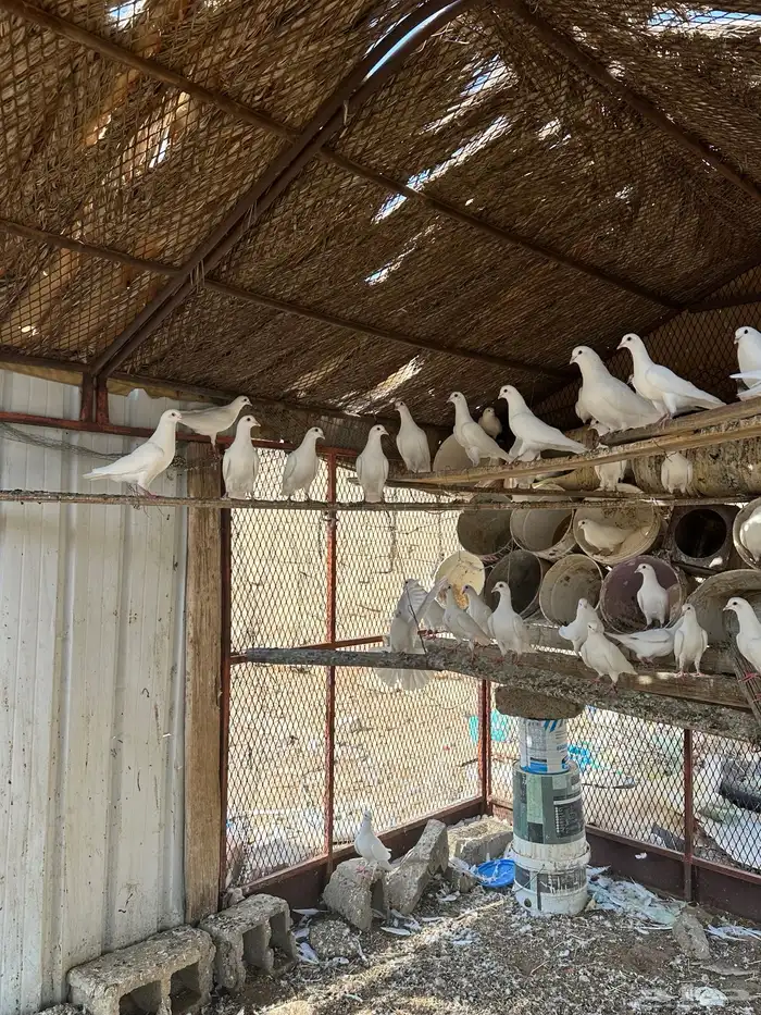 حمام فرنسي للبيع 0