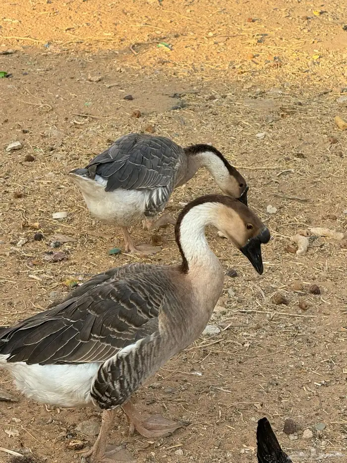 دجاج رومى و وز عراقي 6