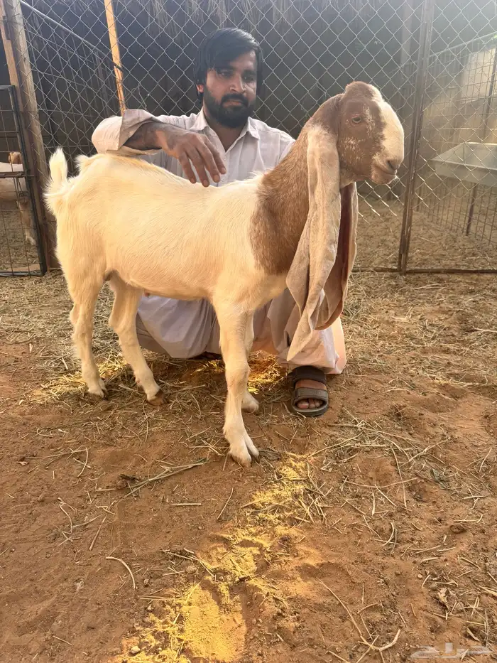 تيس هولندي 0