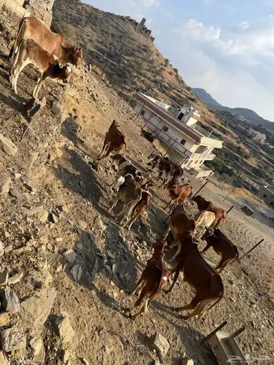 حسلان للبيع جمله 15 راس بسعر 3500 لرأس index