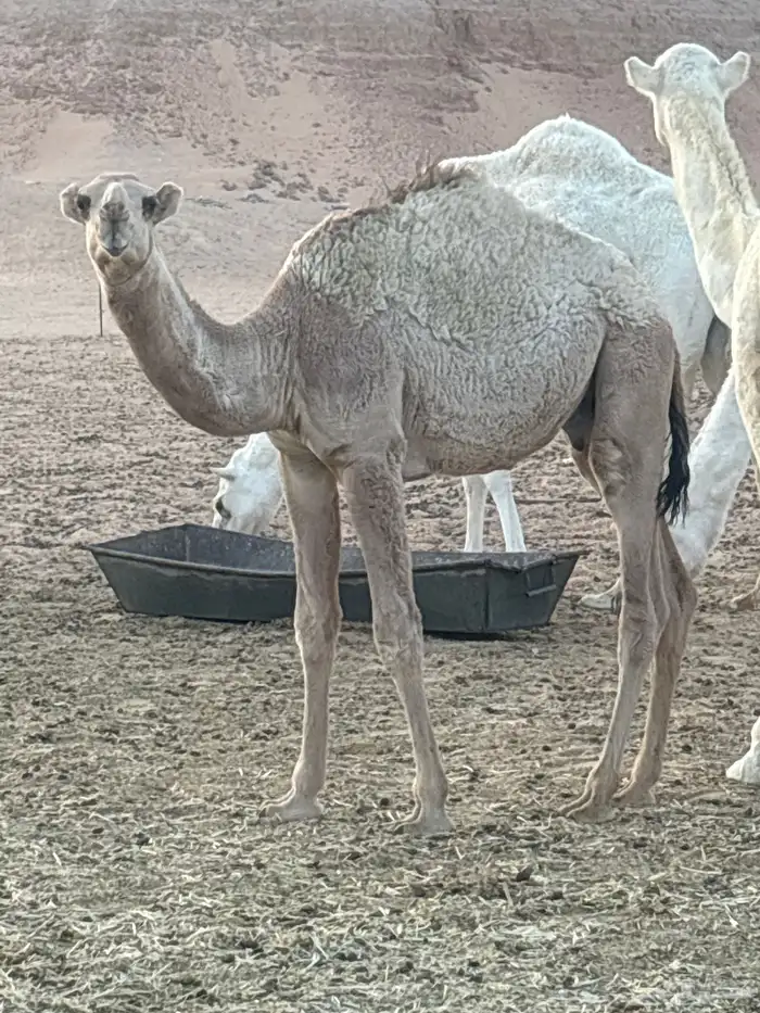 حشو قعدان العدد 3 فاخره شحم وشعره وجباره 1