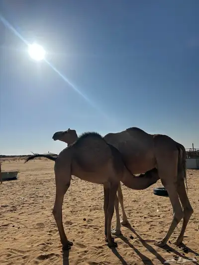 قعود سمين للبيع index