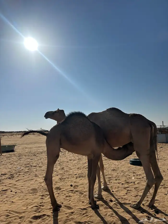 قعود سمين للبيع 1