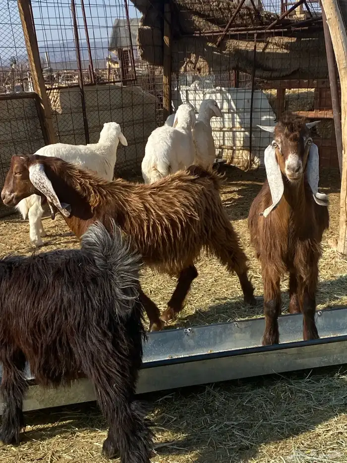 تيوس شحم شحم. ونظيفه. وبريه. العدد 13 فيها جفرتين 1