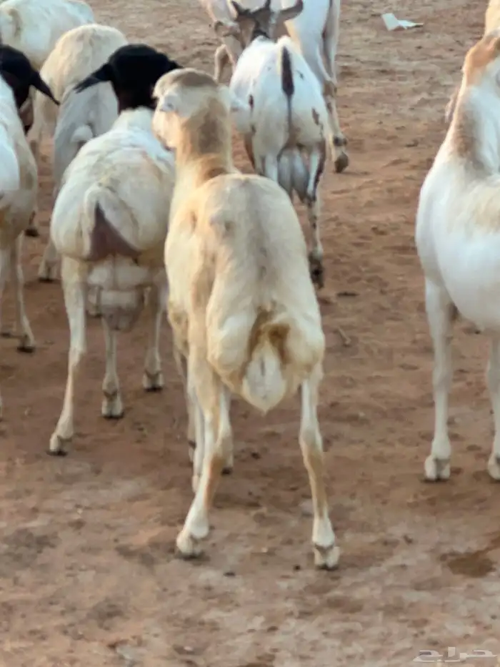 سواكنيات ورفيديات عمر 4 شهور مرابي 75