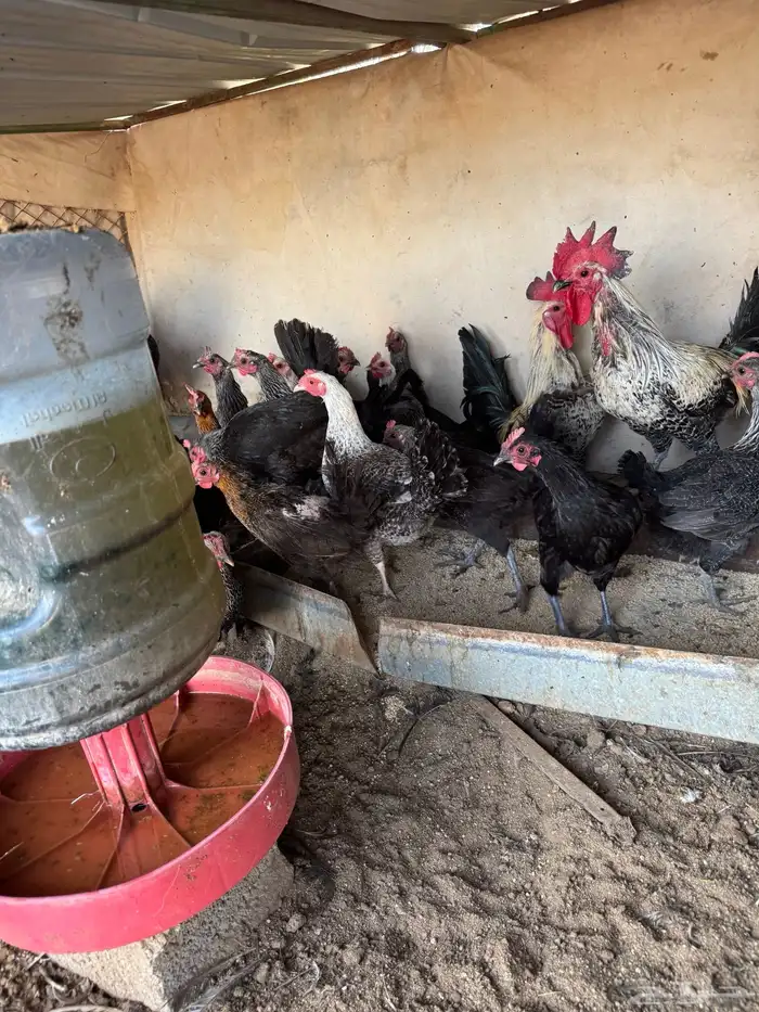 دجاج للبيع 73 حبه 2