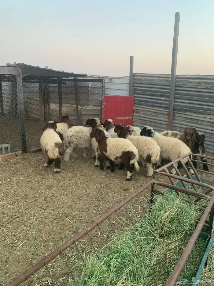 هرافا نعيم فاخره فاخره 0