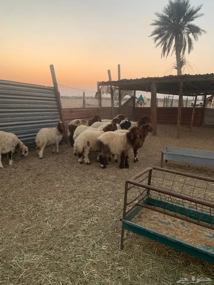 هرافا نعيم فاخره فاخره 1