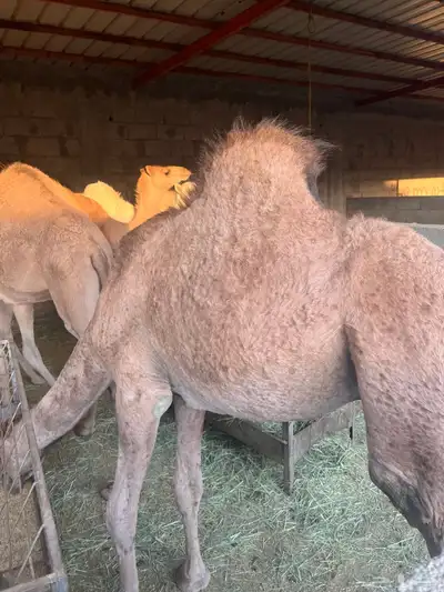 حشوان للبيع index