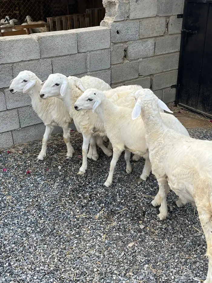 خرفان حريات 2