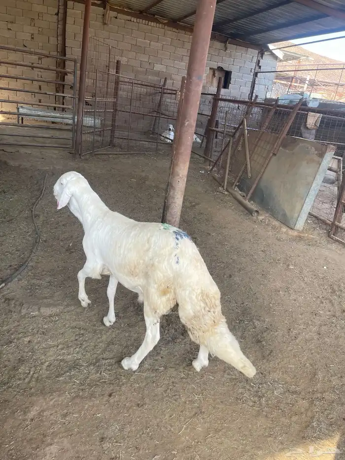 خروف للبيع 0