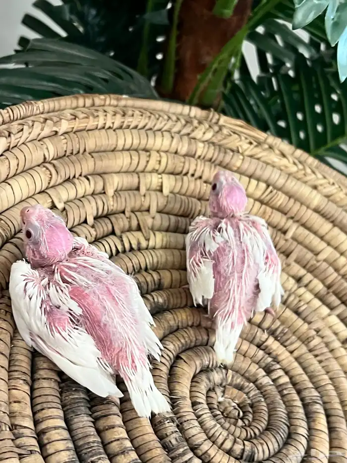 فرخين كروان اللبينو ( ابيض ) محجله 1