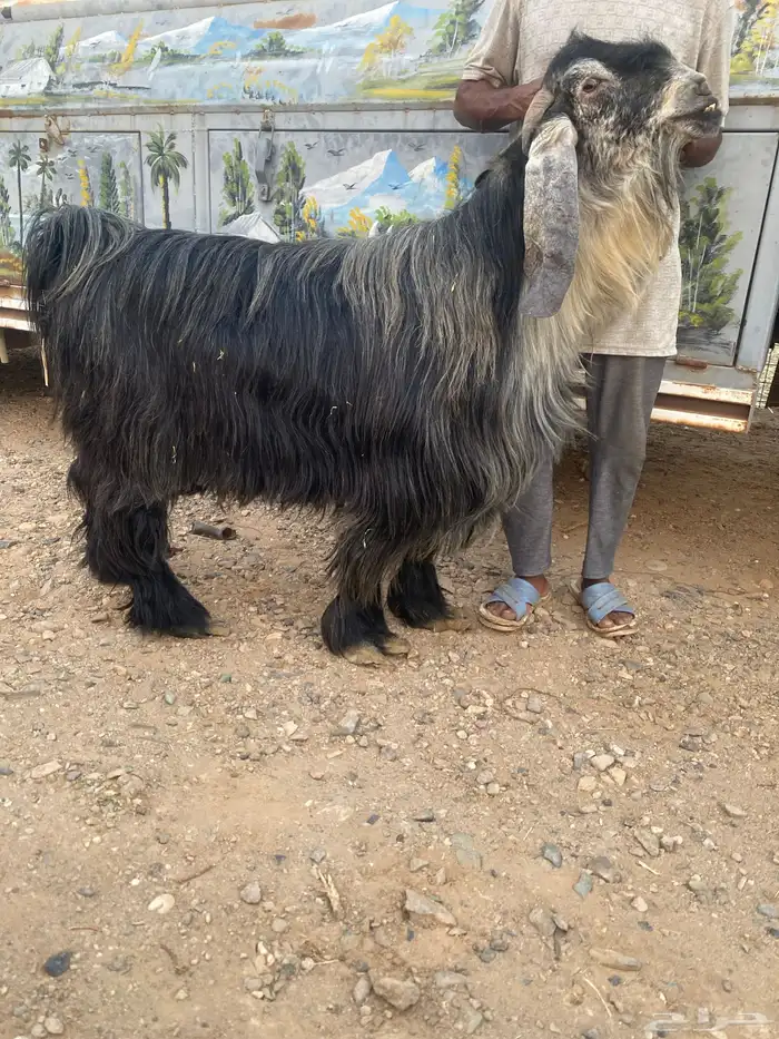 فحل عارضي اصيل صنف 1