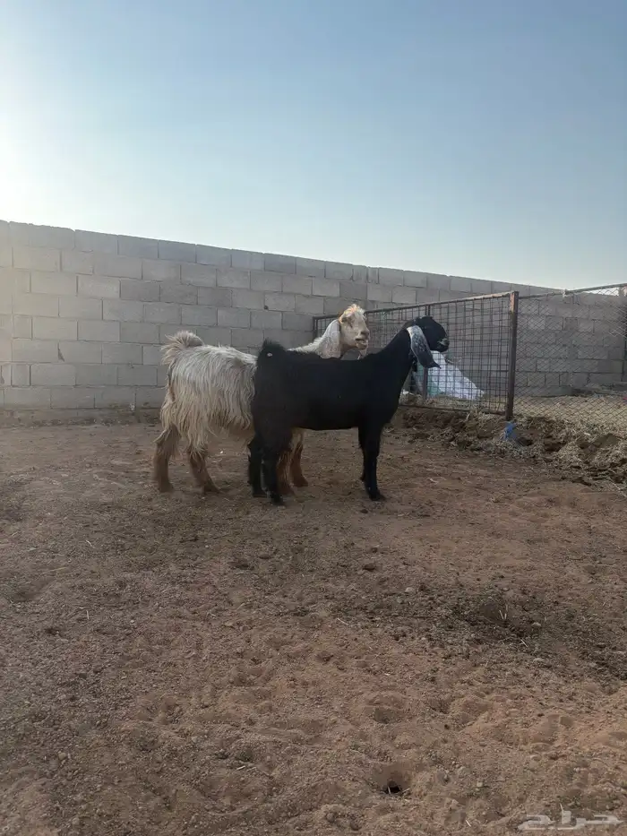 معزا دفيع رباع وجذعه 3