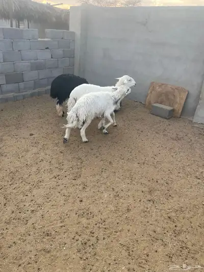 طليان 2 ورخال 1 طيبه الحد 1200 جمله وتفريد 1250 index