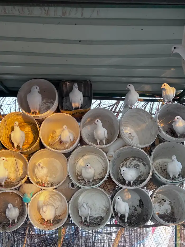 حمام زاجل ابيض 1