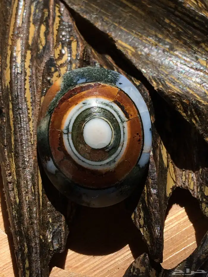 سليماني داوودي 0