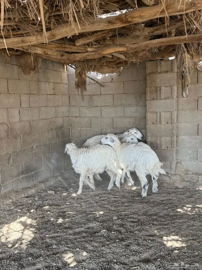 طليان فل الفل شحم من انتاج مراحي 14