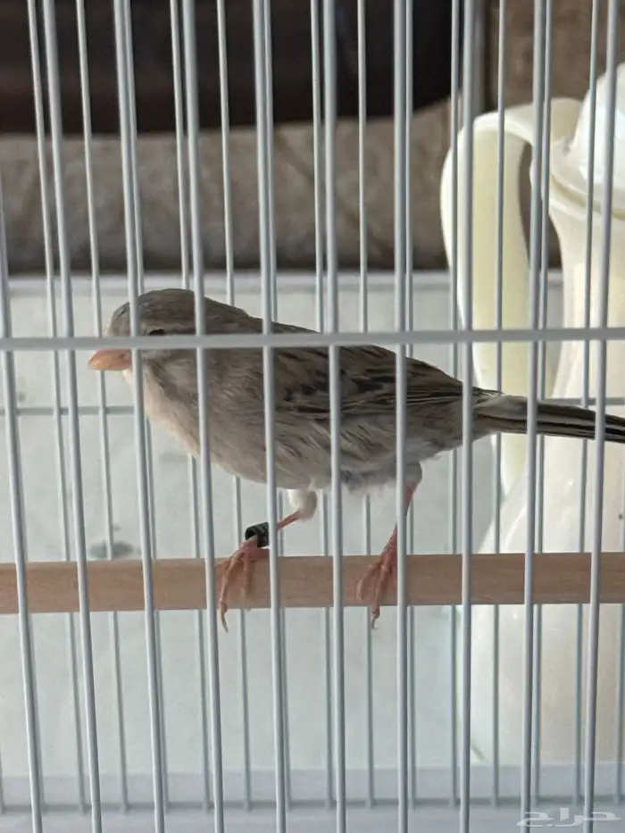 للبيع كناري اروبي 2