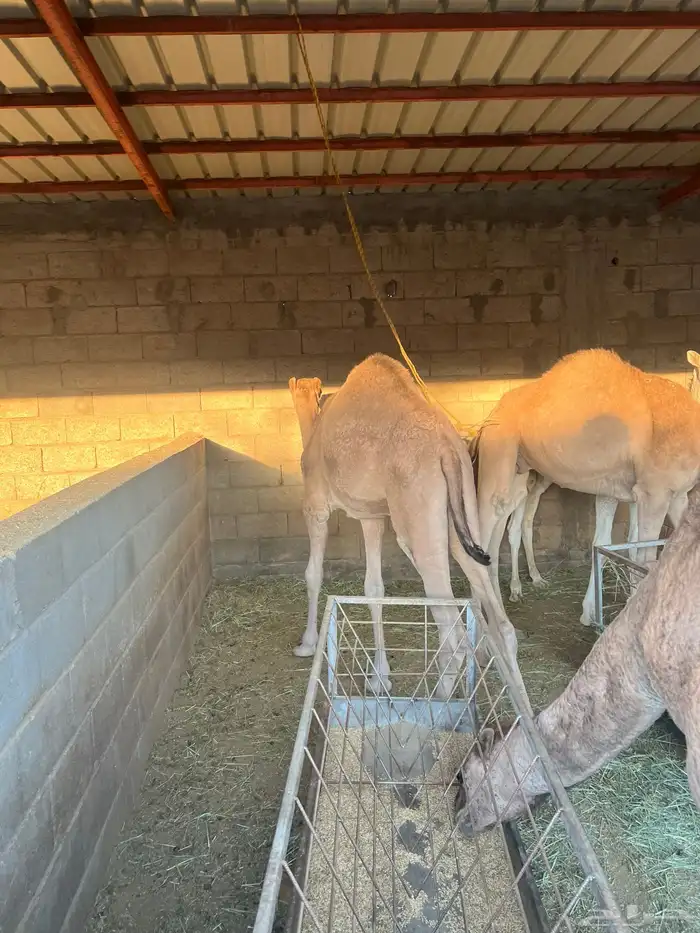 حشوان للبيع 3