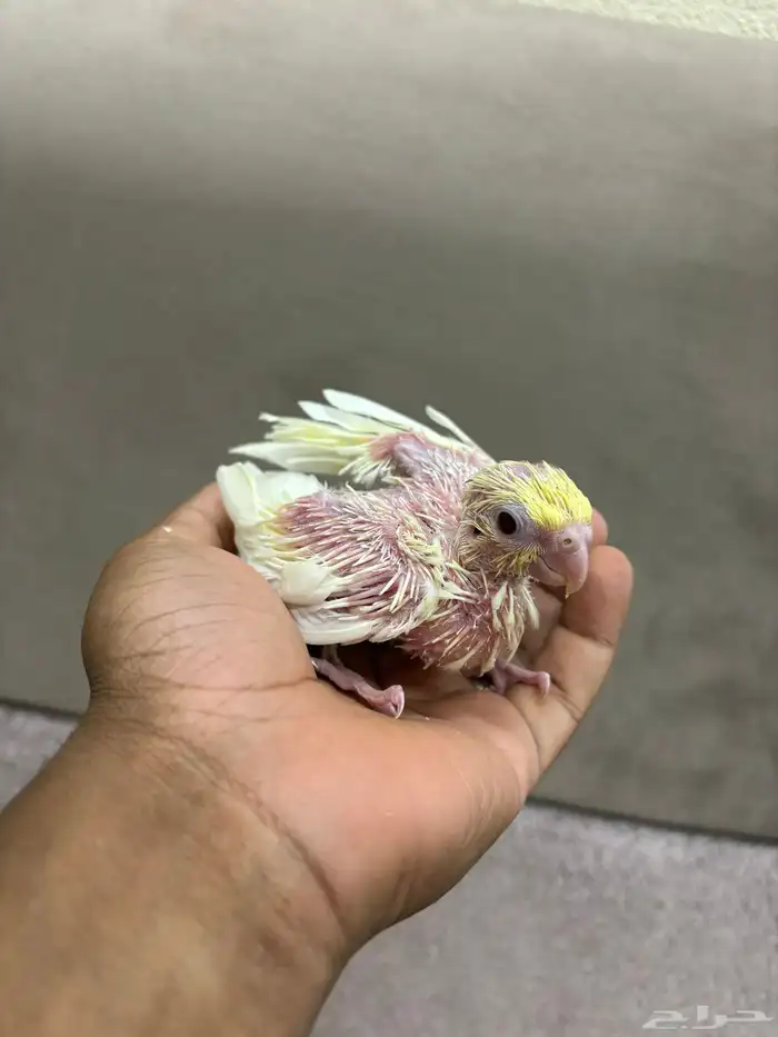 فروخ كروان البينو و لاتينو 0