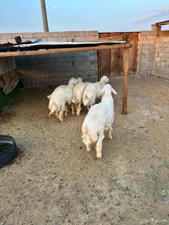 ذبائح الأكحل 2