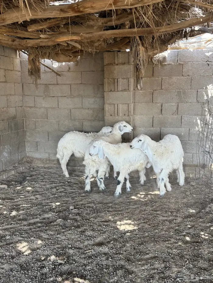 طليان فل الفل شحم من انتاج مراحي 4