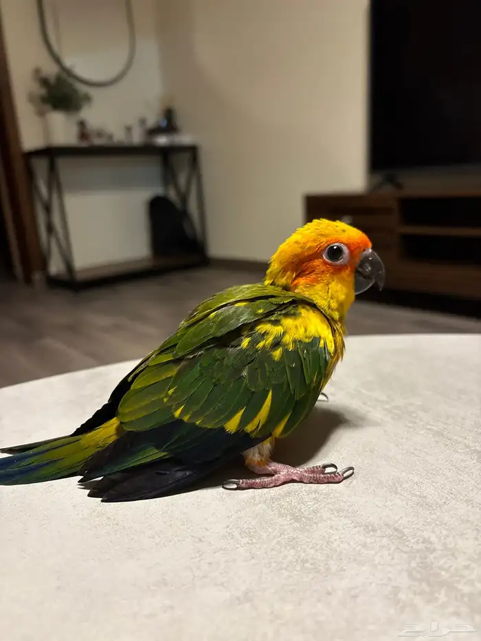 فرخ صن كنيور 1