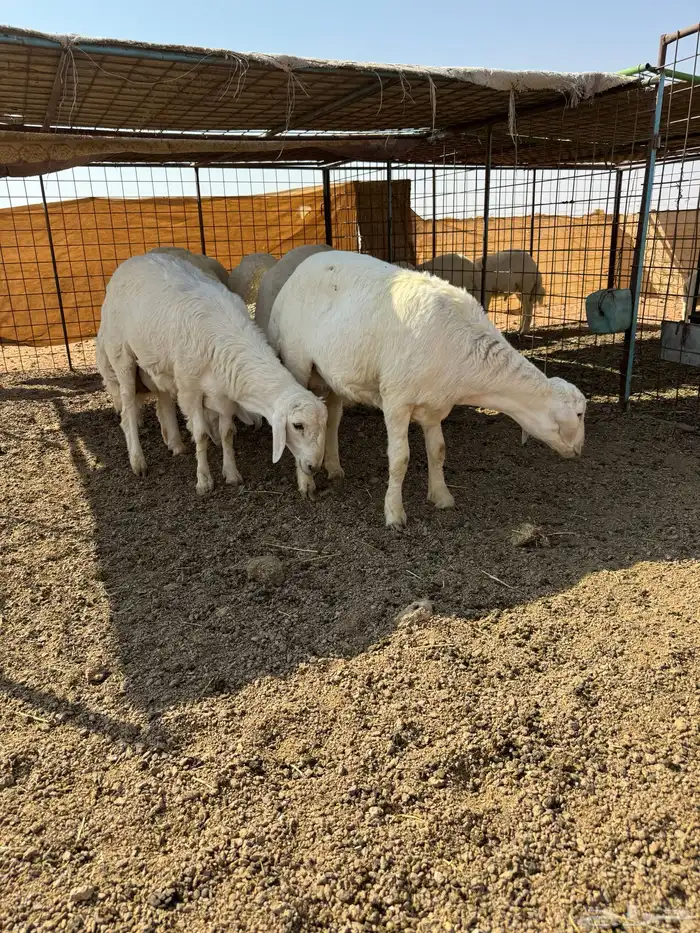 خرفان حبص العدد 8 0