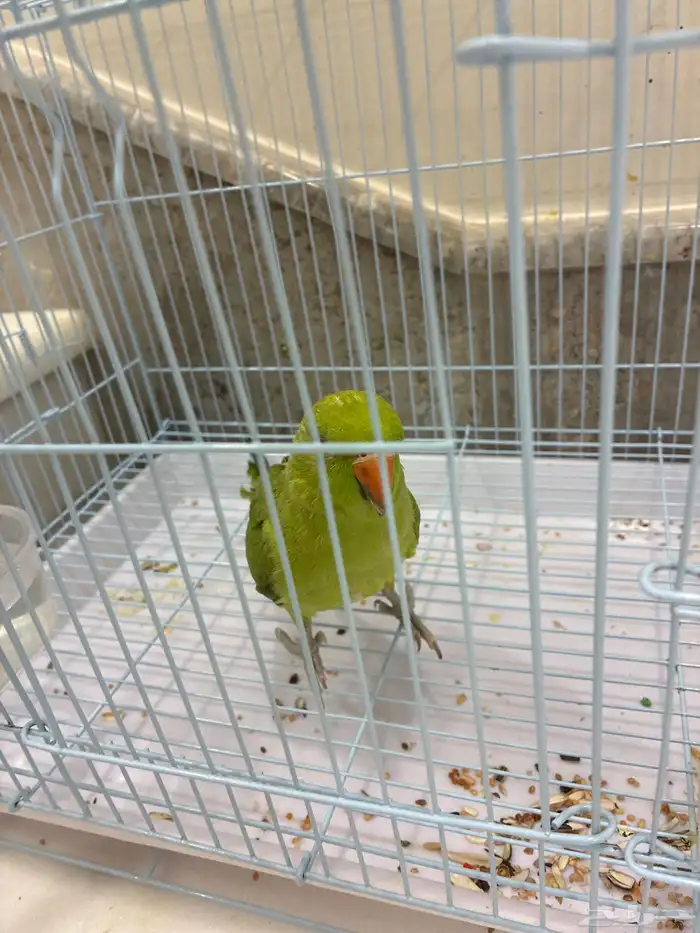 عصفور الدره 1