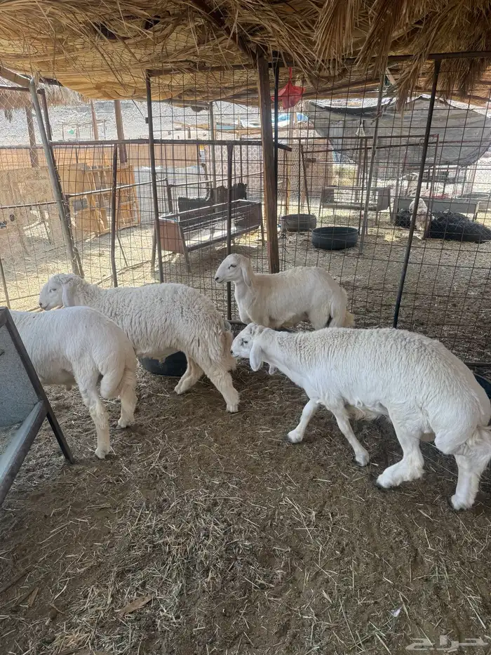 طليان. والتيوس ذبايح. 40