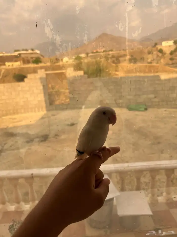 بغبغاء أروز للبيع الحد 250 قابل لتفاوض اط ير نوعن ما أليف 0