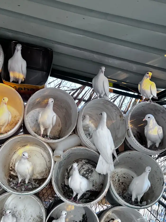 حمام زاجل ابيض 5