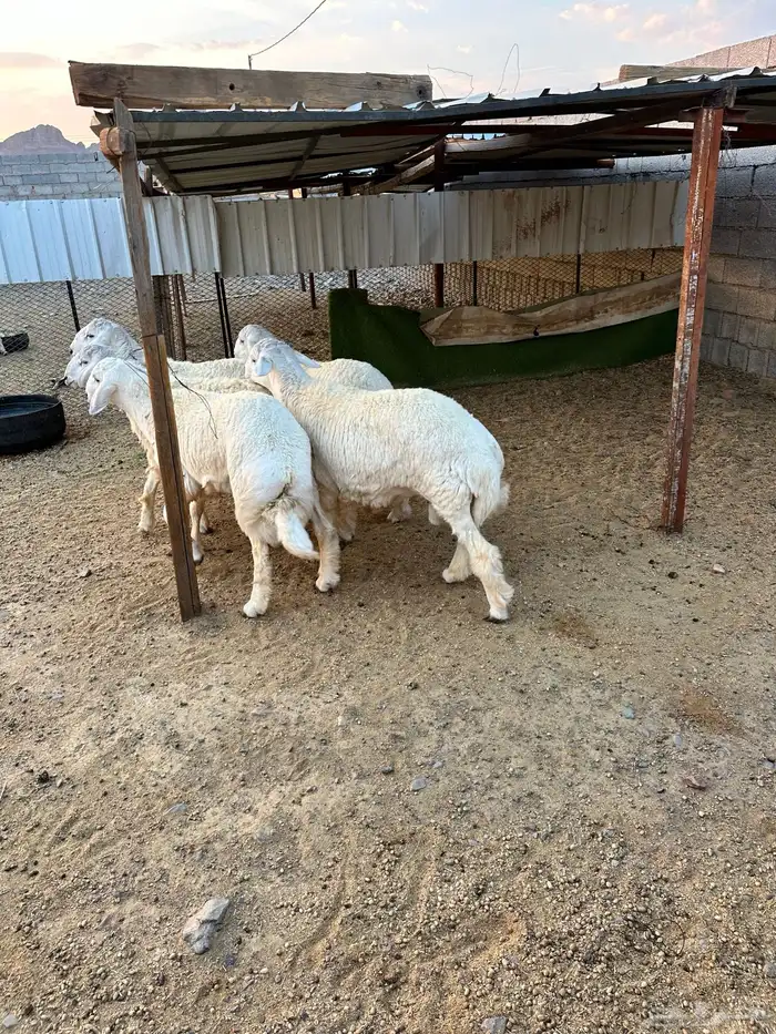 ذبائح الأكحل 25