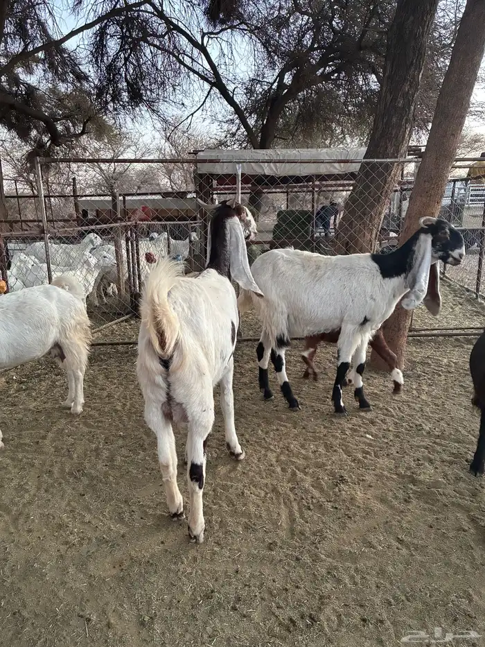 الماعز المطور 1