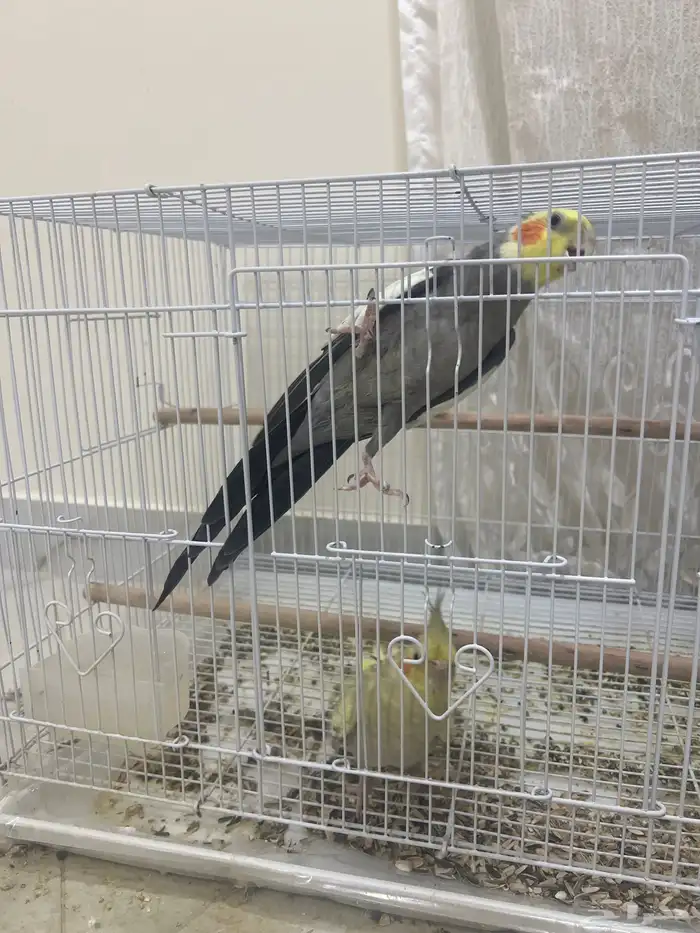عدد 14 طير كروان للبيع جميع مع اقفاصهم و اكلهم و البياضات 5