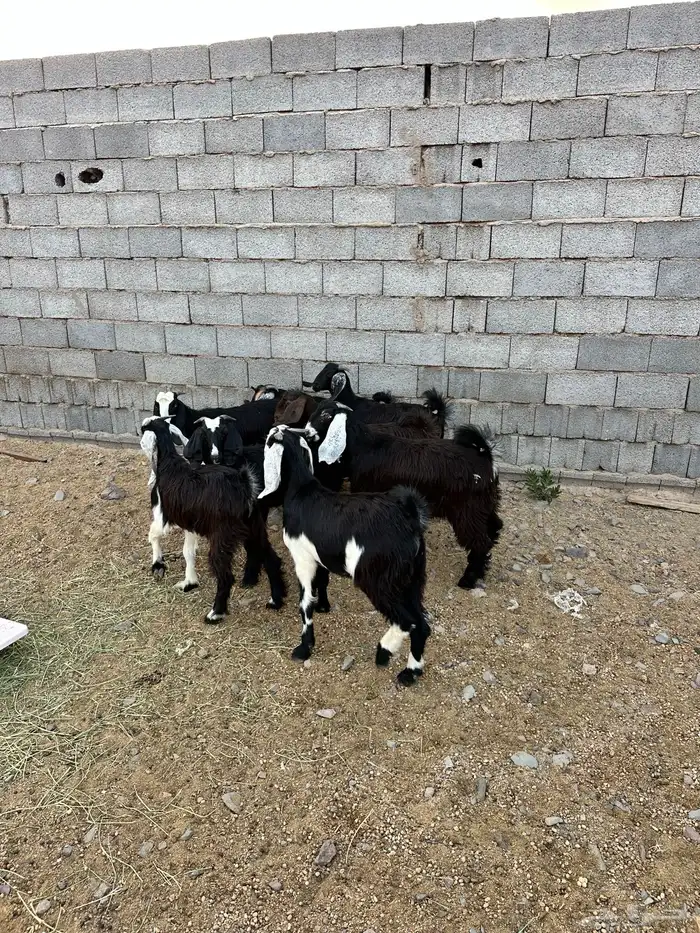 ذبائح الأكحل 19