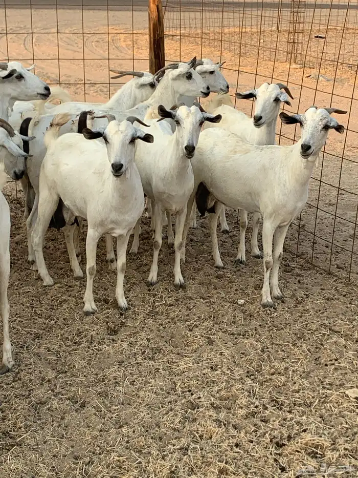 للبيع معزا بيشيات مواليد( تم البيع 5