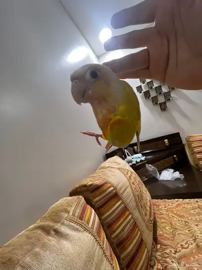 زوج صن شيك index