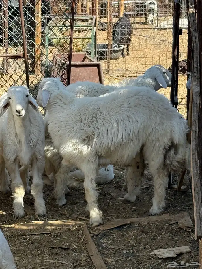 طليان. والتيوس ذبايح. 9