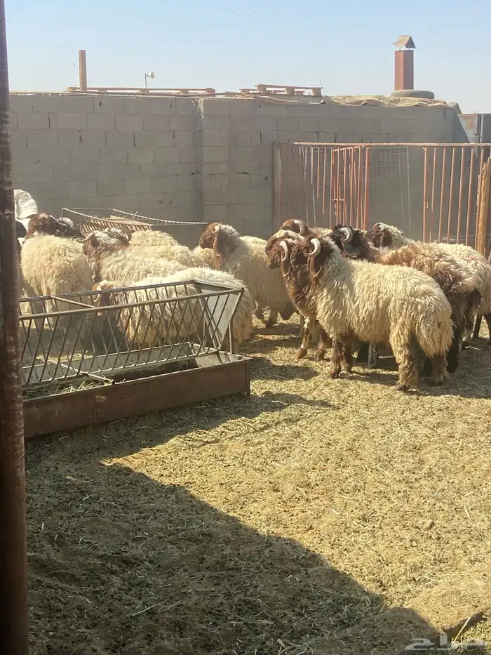 خرفان نعيم جذعان بلدي فل شحم ( يوجد سلخ وتوصيل) 0