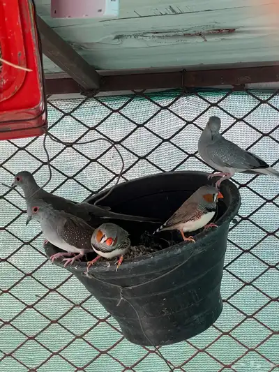 طيور مشكله للبيع index